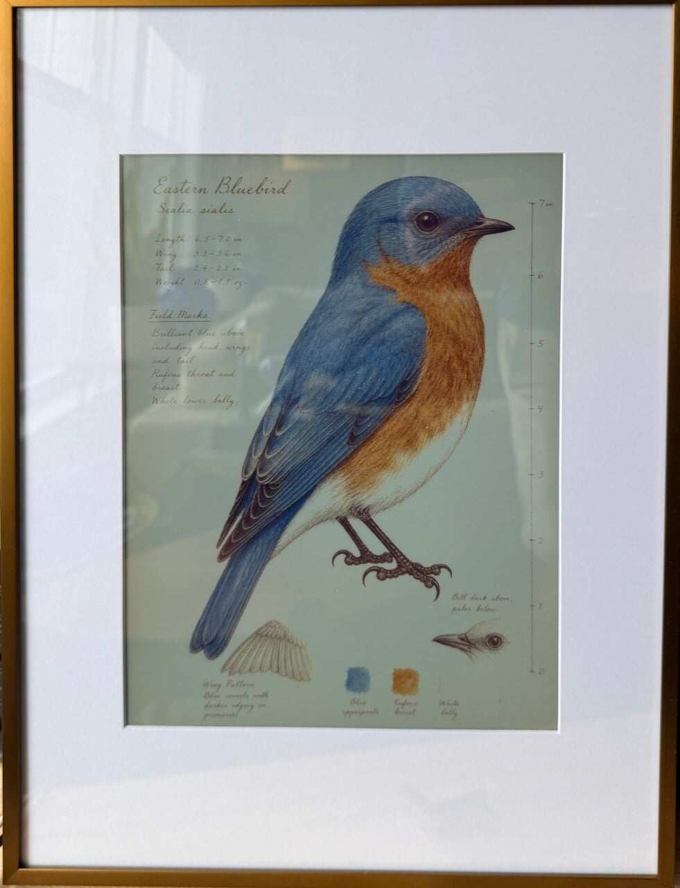 Inky Bird Frame Birdwatcher Log #piday #raspberrypi - Adafruit Blog